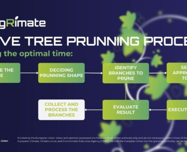 Olive Tree Pruning Process