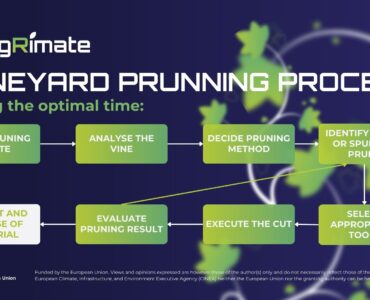 Vineyard Pruning Process